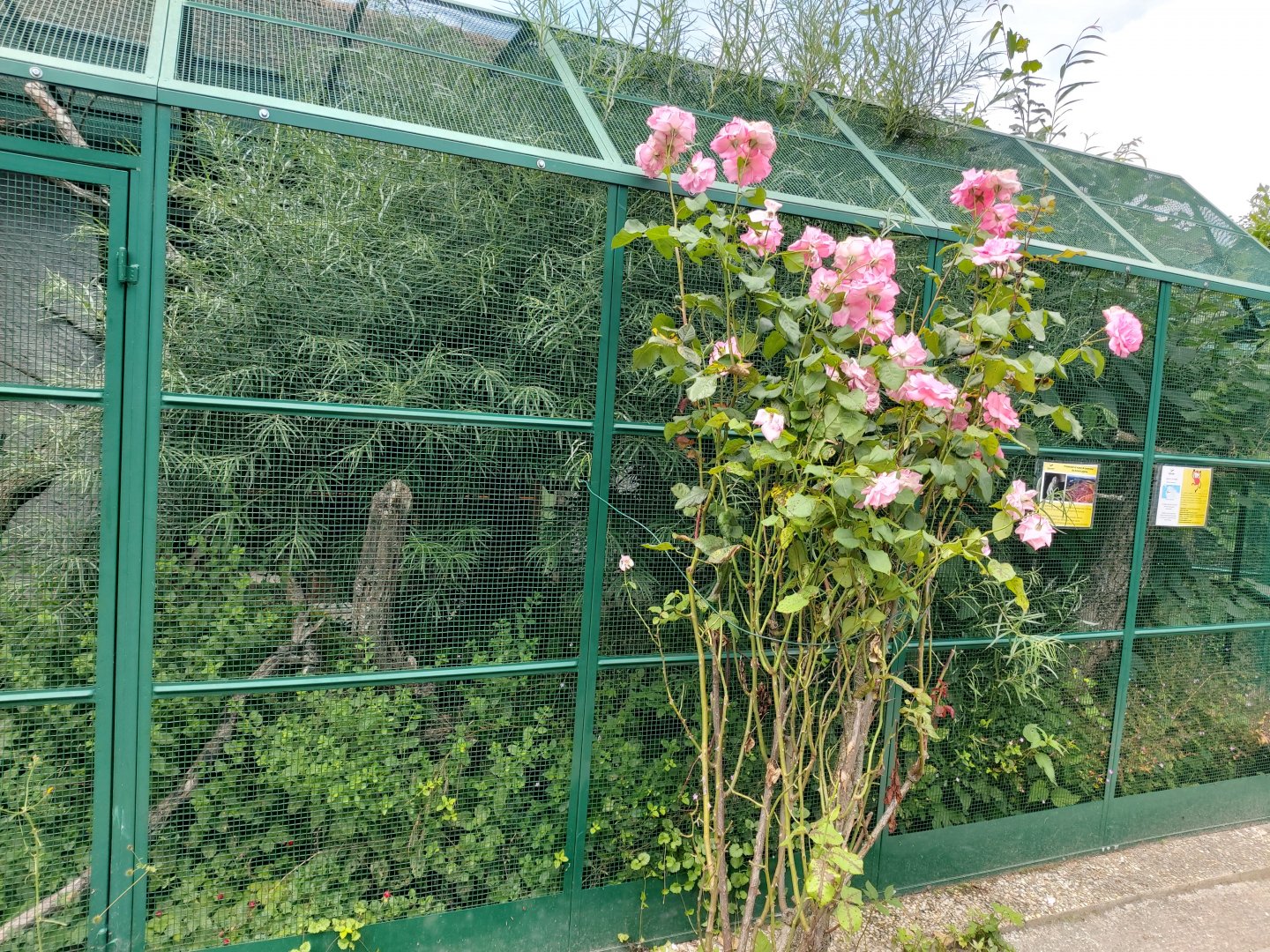 Western pygmy marmoset aviary - Bioparc Genève