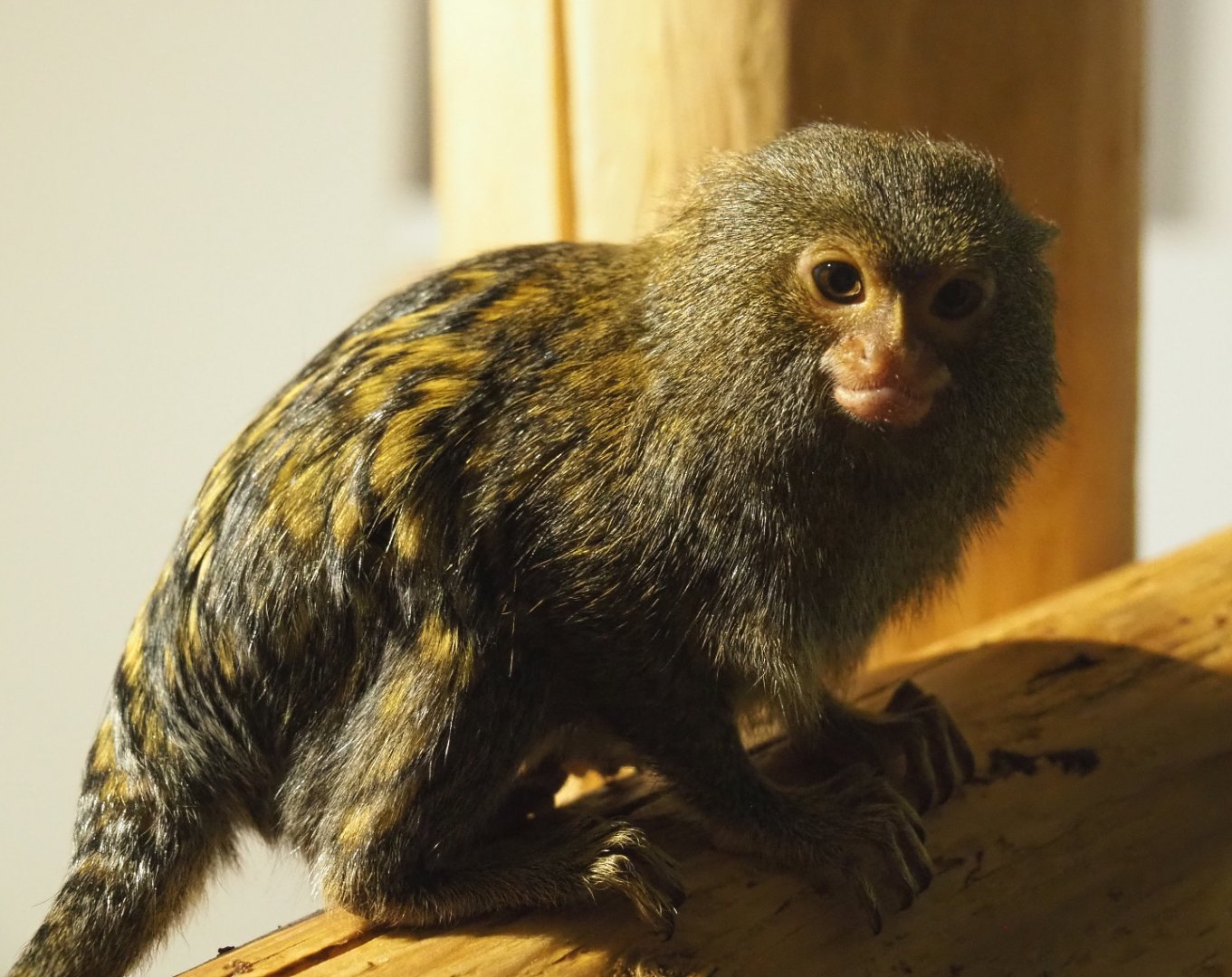 Western pygmy marmoset (Cebuella pygmaea), 2020-09-12