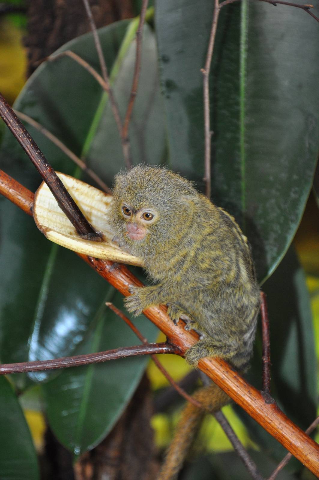 Western Pygmy Marmoset (Cebuella pygmaea pygmaea)