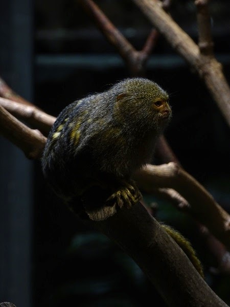 Western pygmy marmoset (Cebuella pygmaea pygmaea)