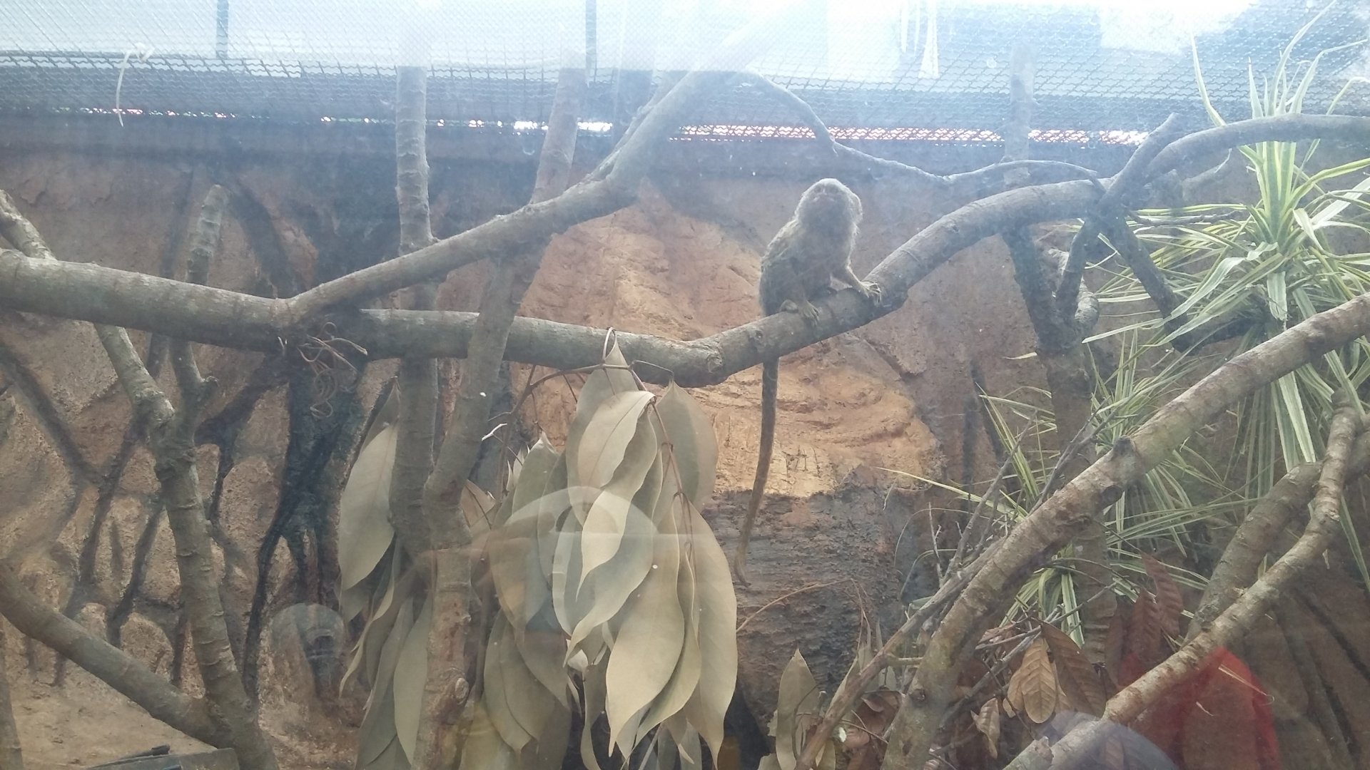 Western pygmy marmoset (Cebuella pygmaea)