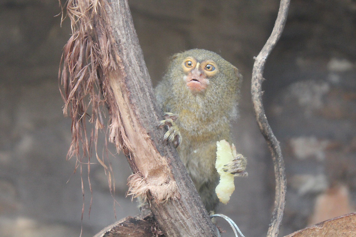 Western pygmy marmoset (Cebuella pygmaea)