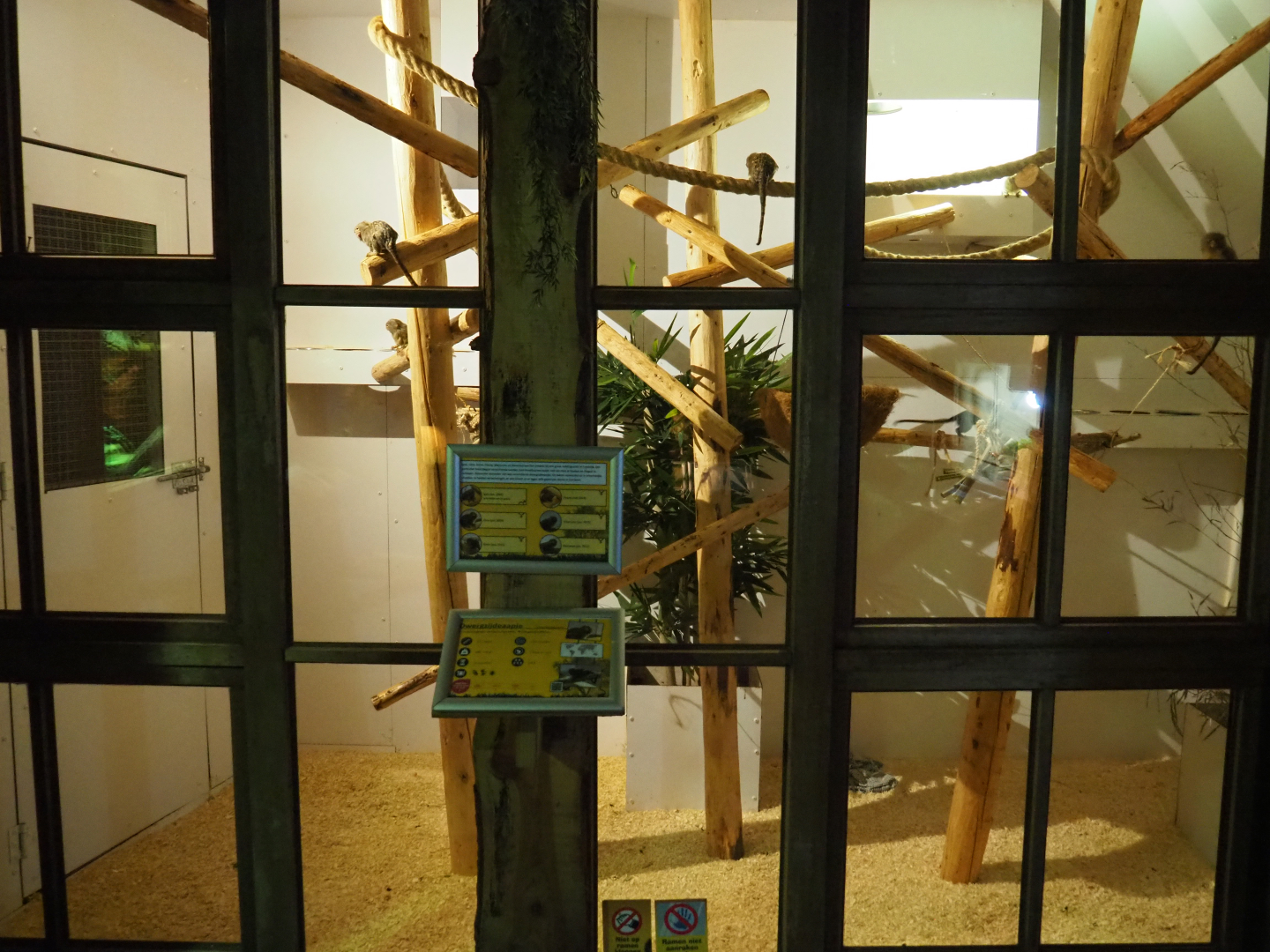 Western pygmy marmoset exhibit, 2020-09-12