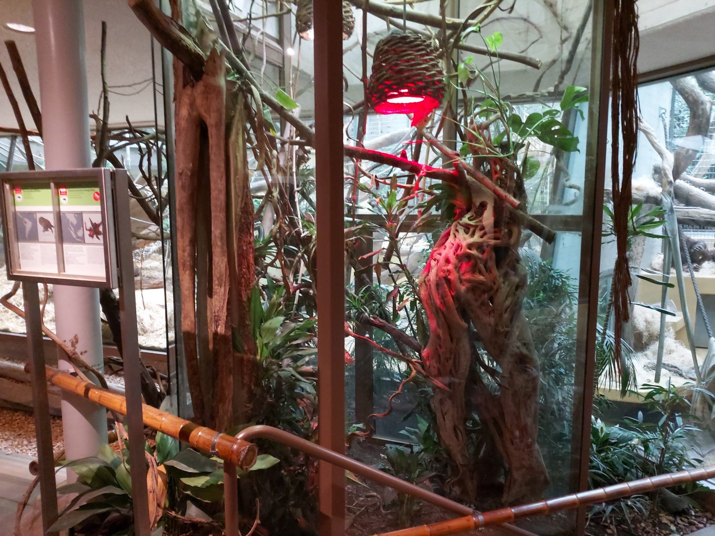 Western pygmy marmoset exhibit - Ape house