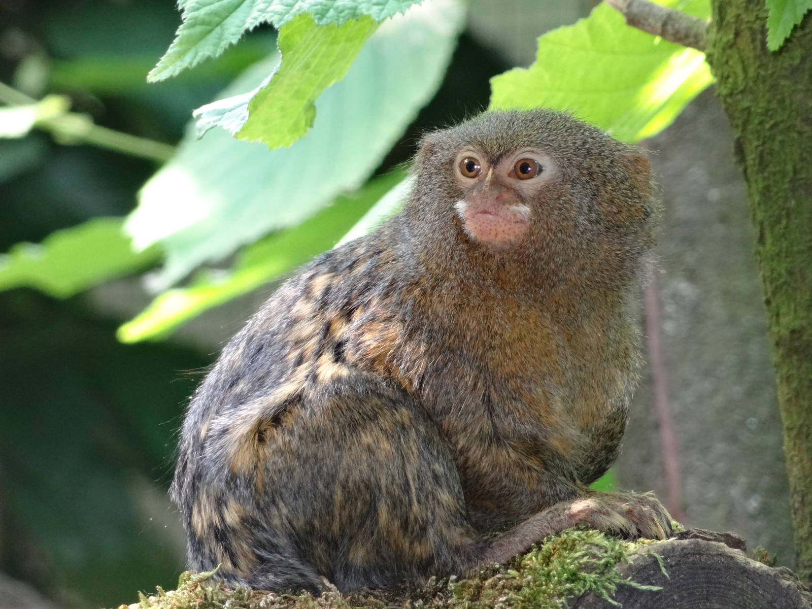 Western pygmy marmoset