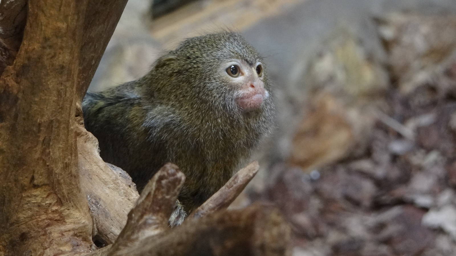 Western Pygmy Marmoset