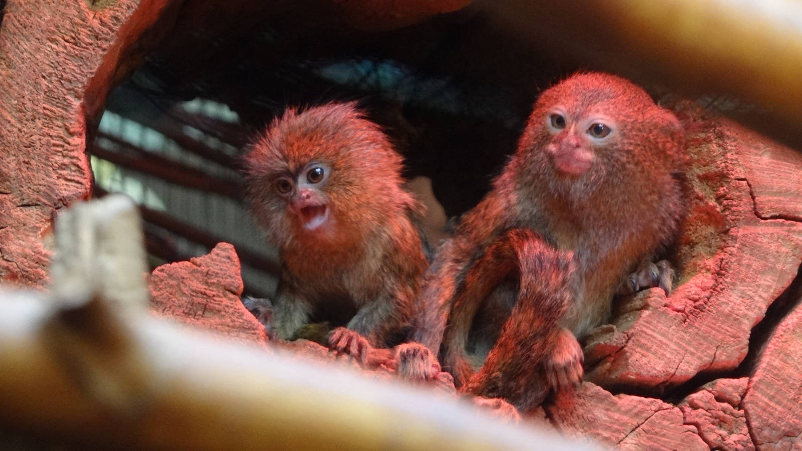 Western Pygmy Marmoset