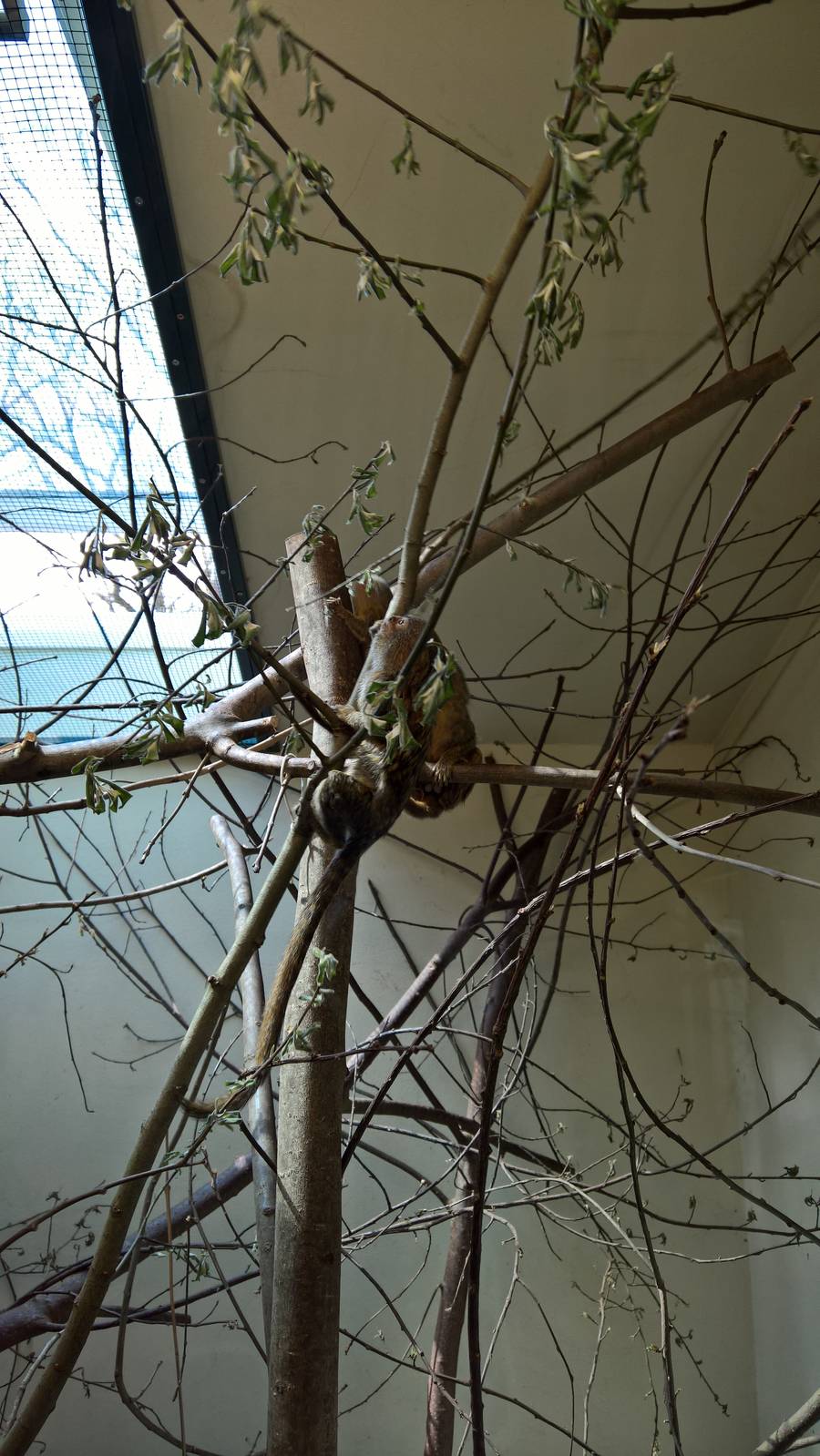 Western pygmy marmoset