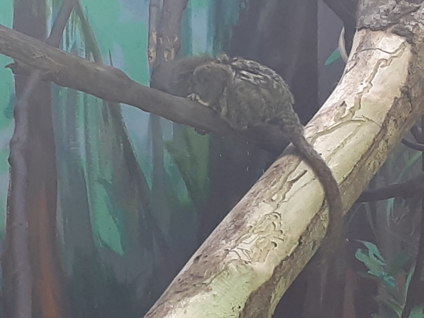 Western Pygmy Marmoset