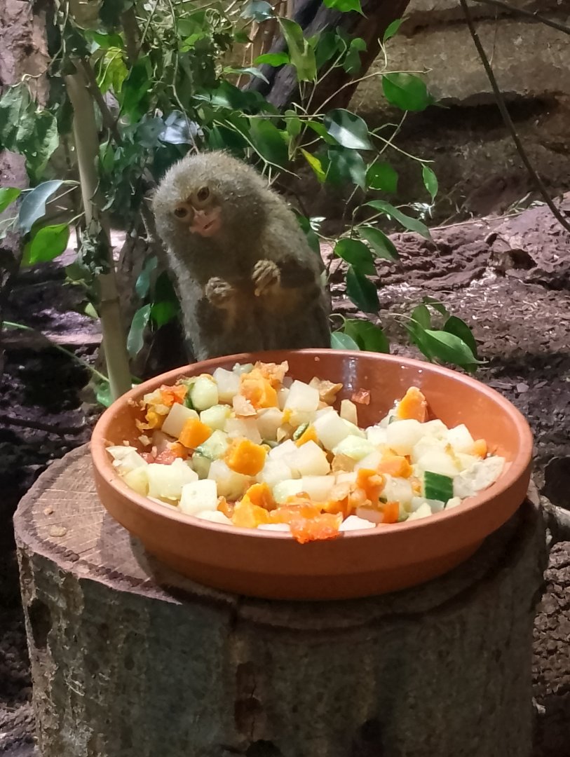 Western pygmy marmoset