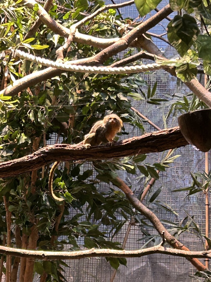 Western pygmy marmoset