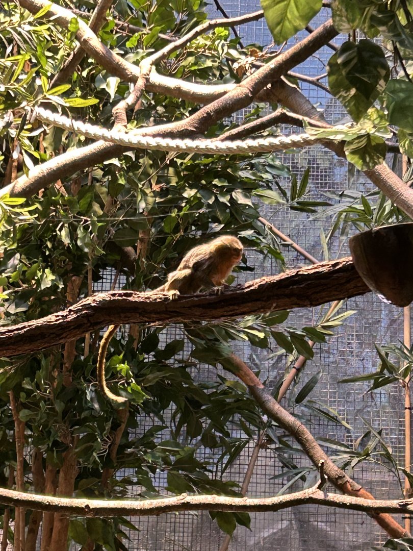 Western pygmy marmoset