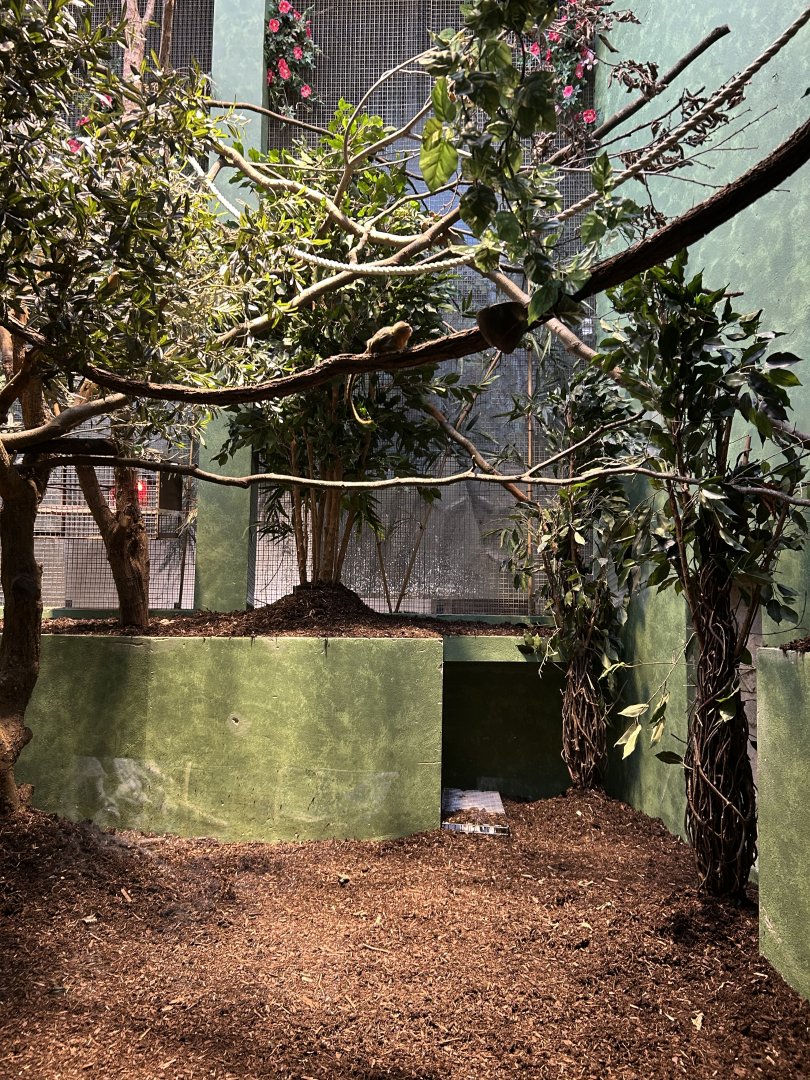 Western pygmy marmoset