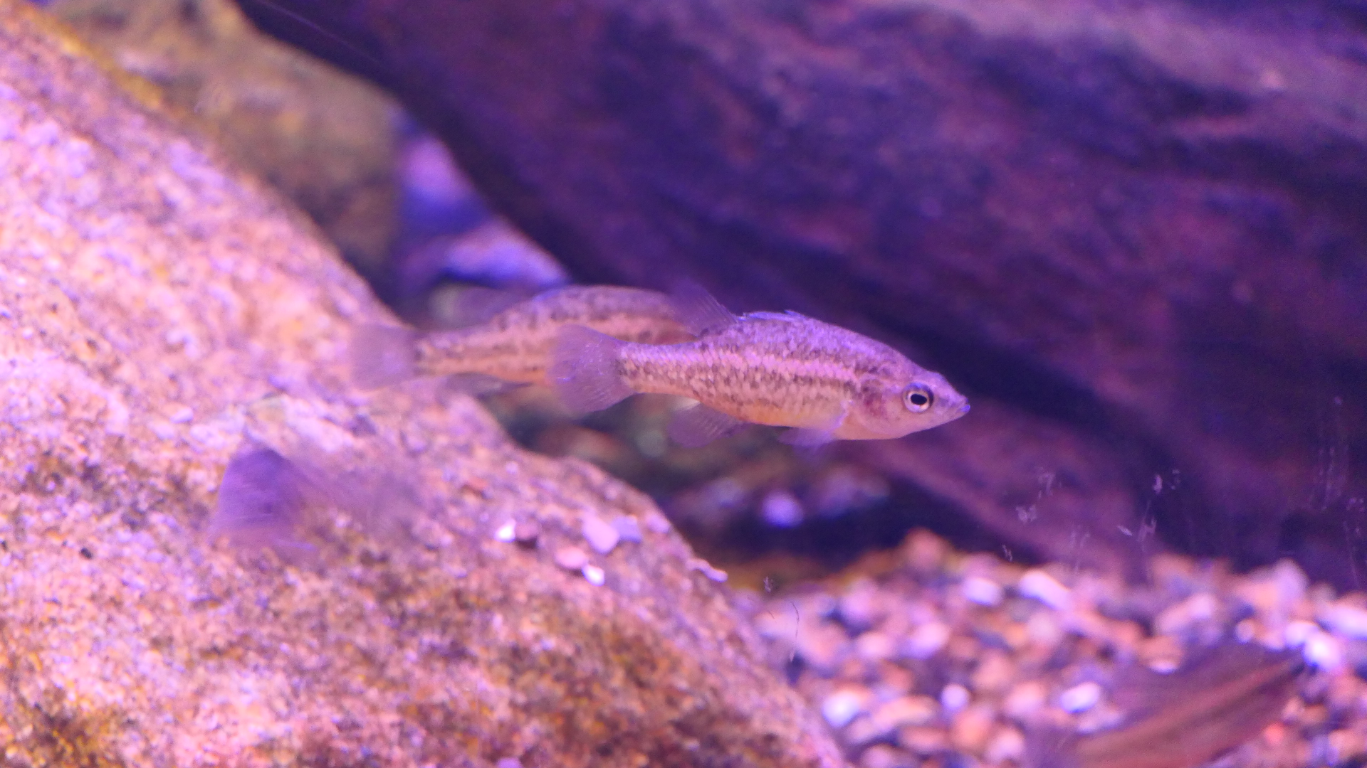 Western Pygmy Perch (Nannoperca vittata) - Dolphin Discovery Centre, Bunbury