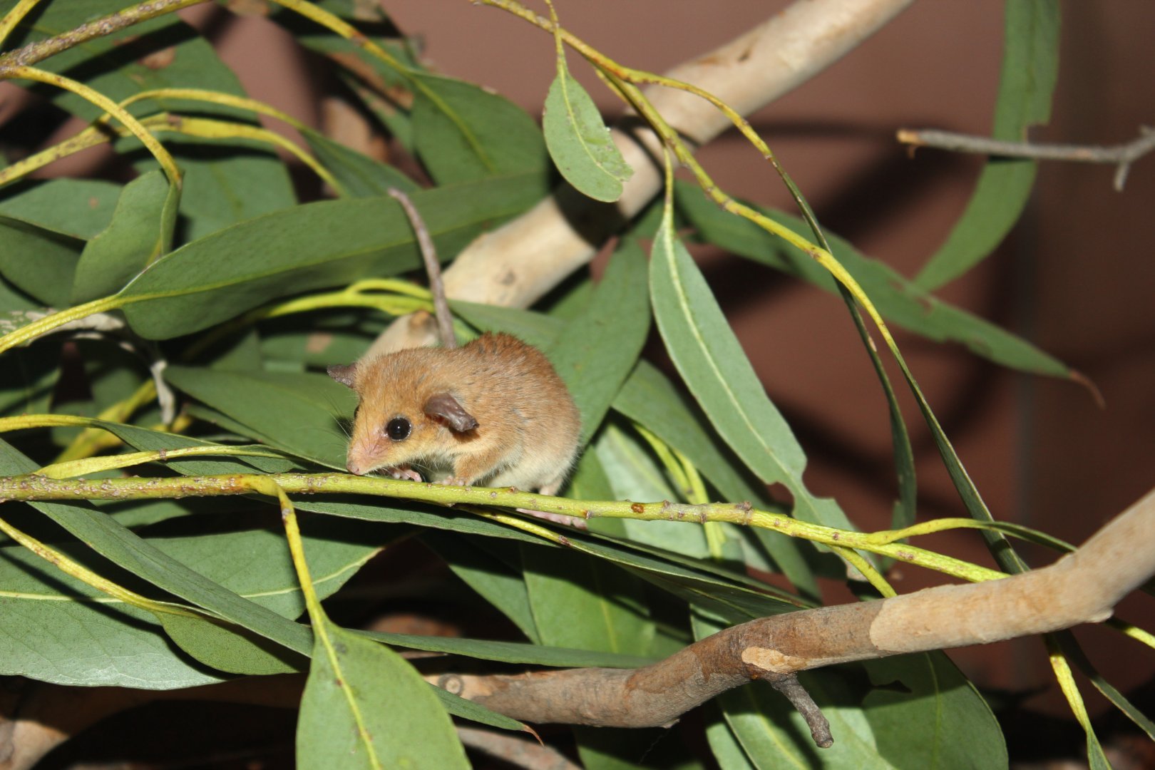 Western Pygmy-possum (Cercartetus concinnus)