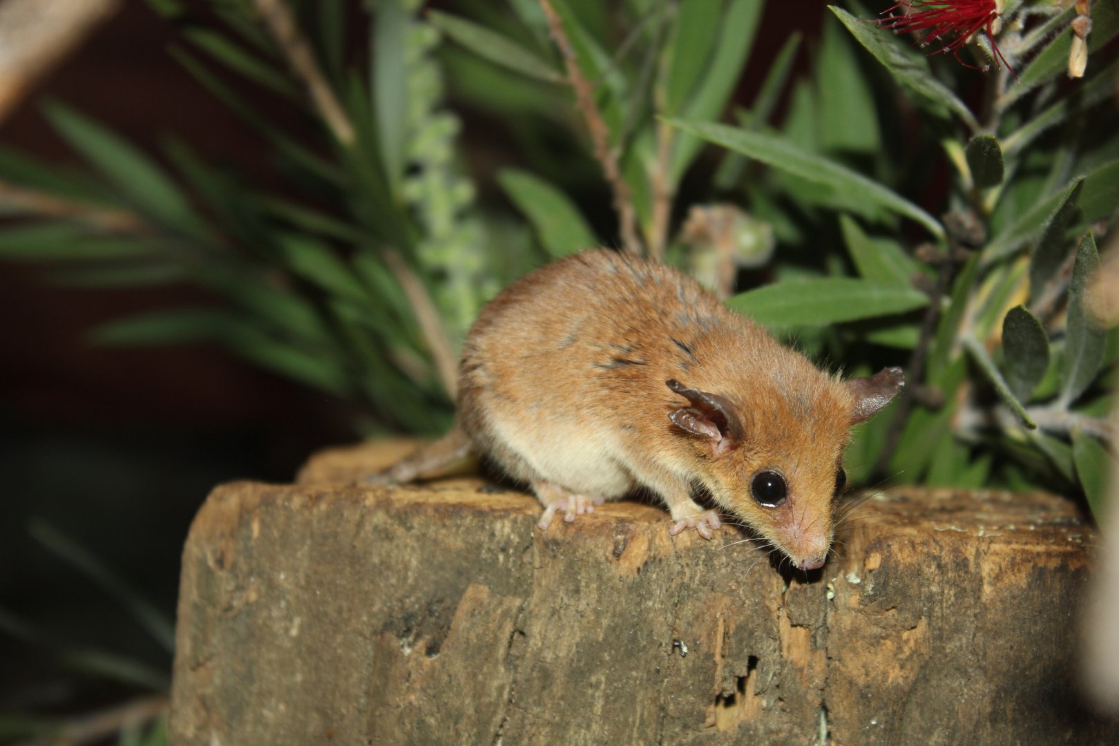 Western Pygmy-possum (Cercartetus concinnus)