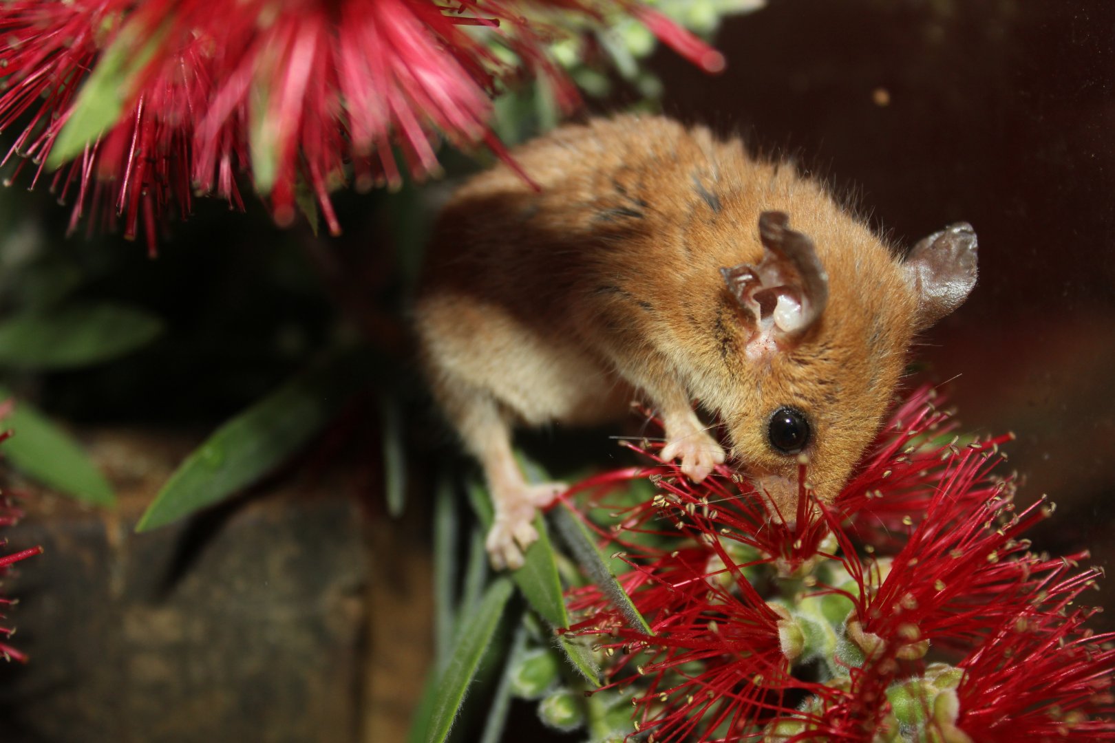 Western Pygmy-possum (Cercartetus concinnus)