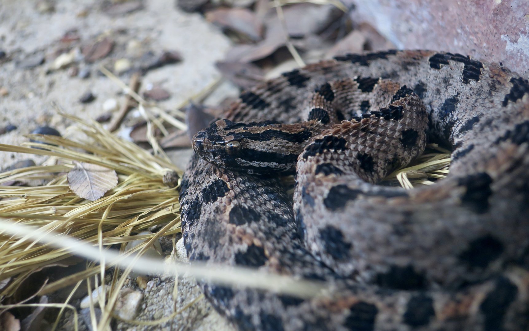 Western Pygmy Rattlesnake (Sistrurus miliarius streckeri)
