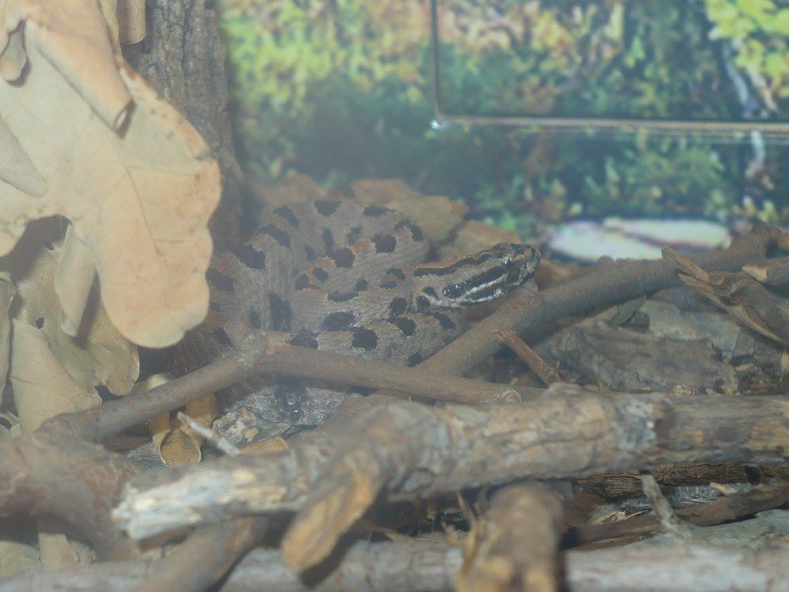Western pygmy rattlesnake