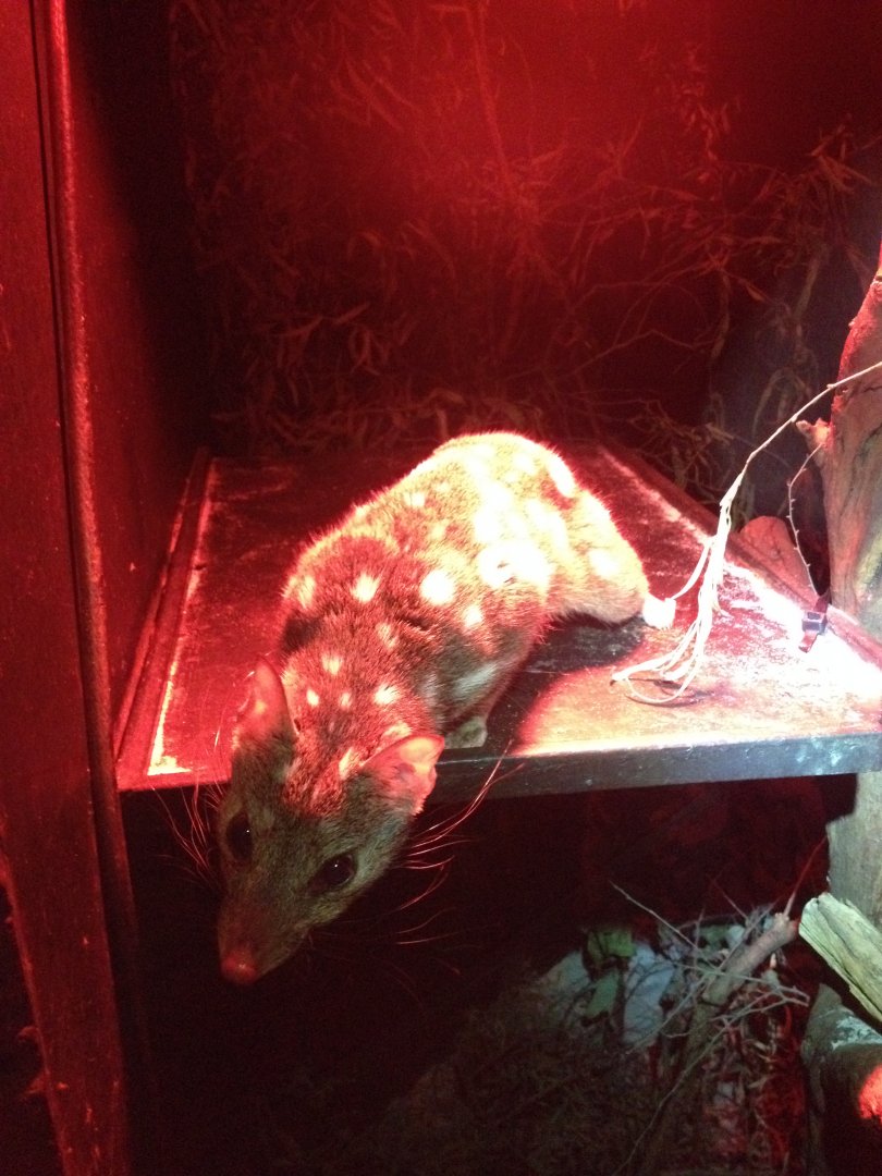 Western Quoll (Dasyurus geoffroii)