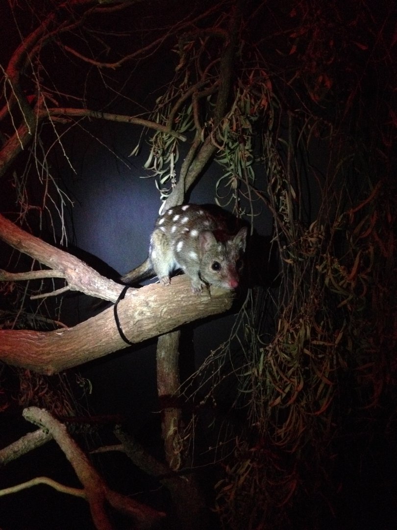 Western Quoll (Dasyurus geoffroii)