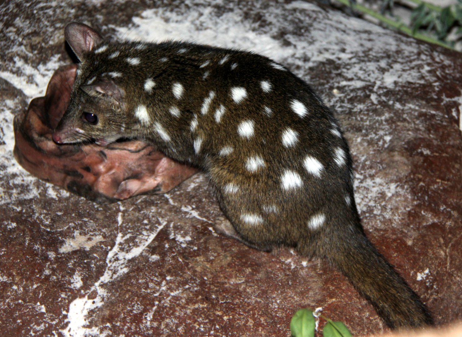western quoll (Dasyurus geoffroii)