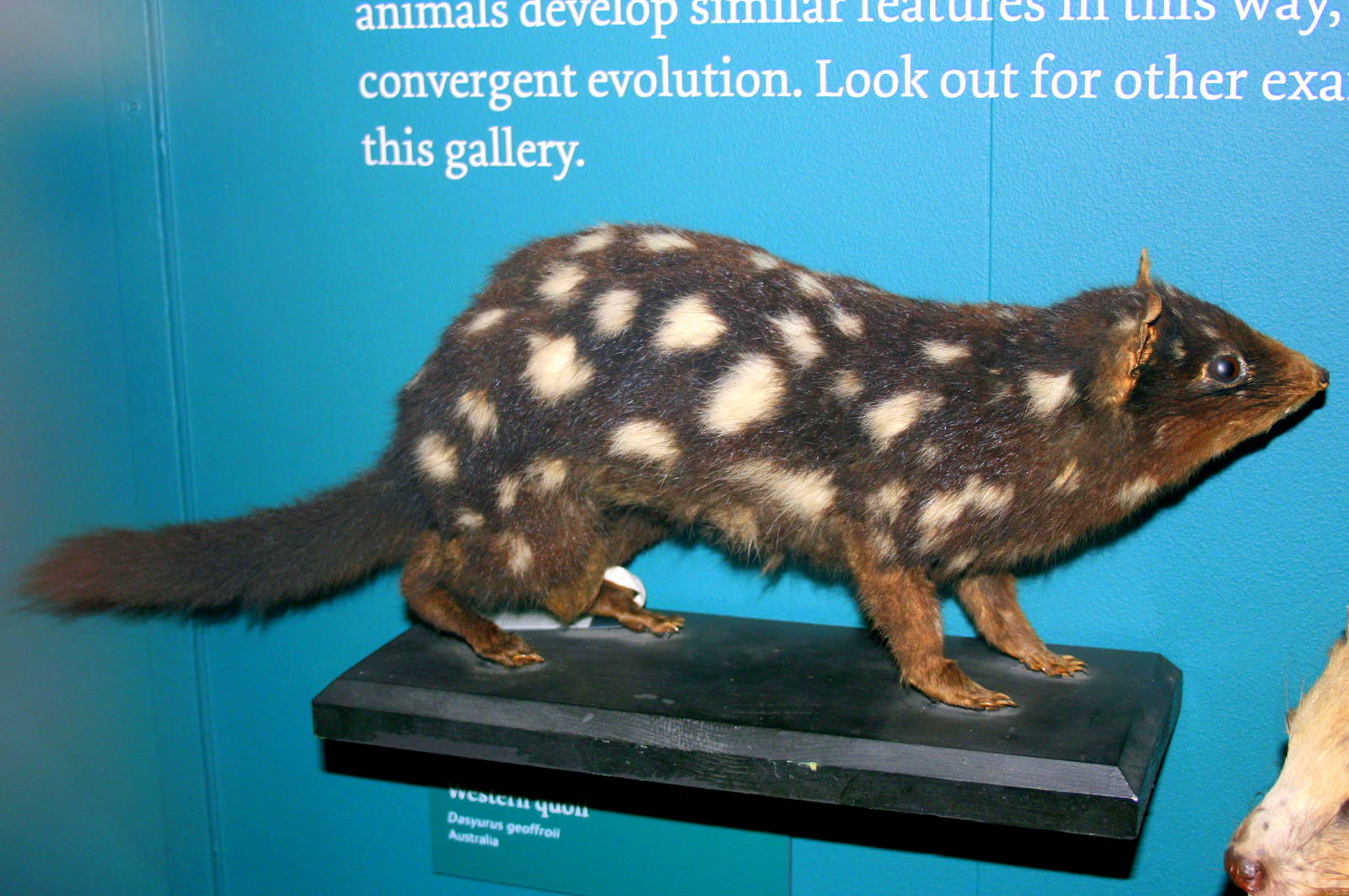 Western quoll; Tring; 29th December 2011