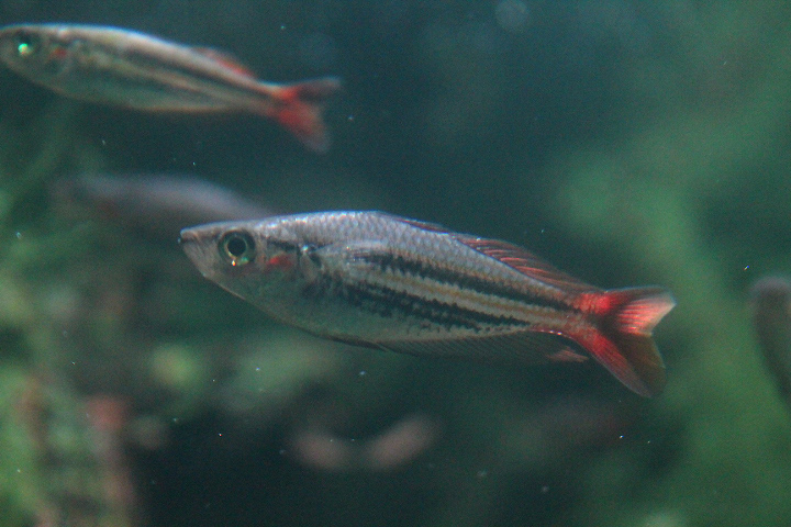 Western rainbowfish (Melanotaenia australis) - Dunia Air Tawar & Serangga