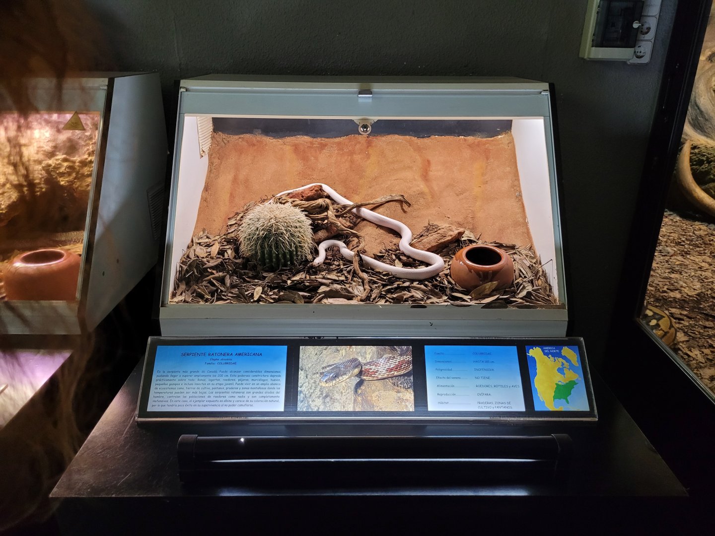 Western rat snake exhibit -Parque de la Naturaleza de Cabárceno (2022)