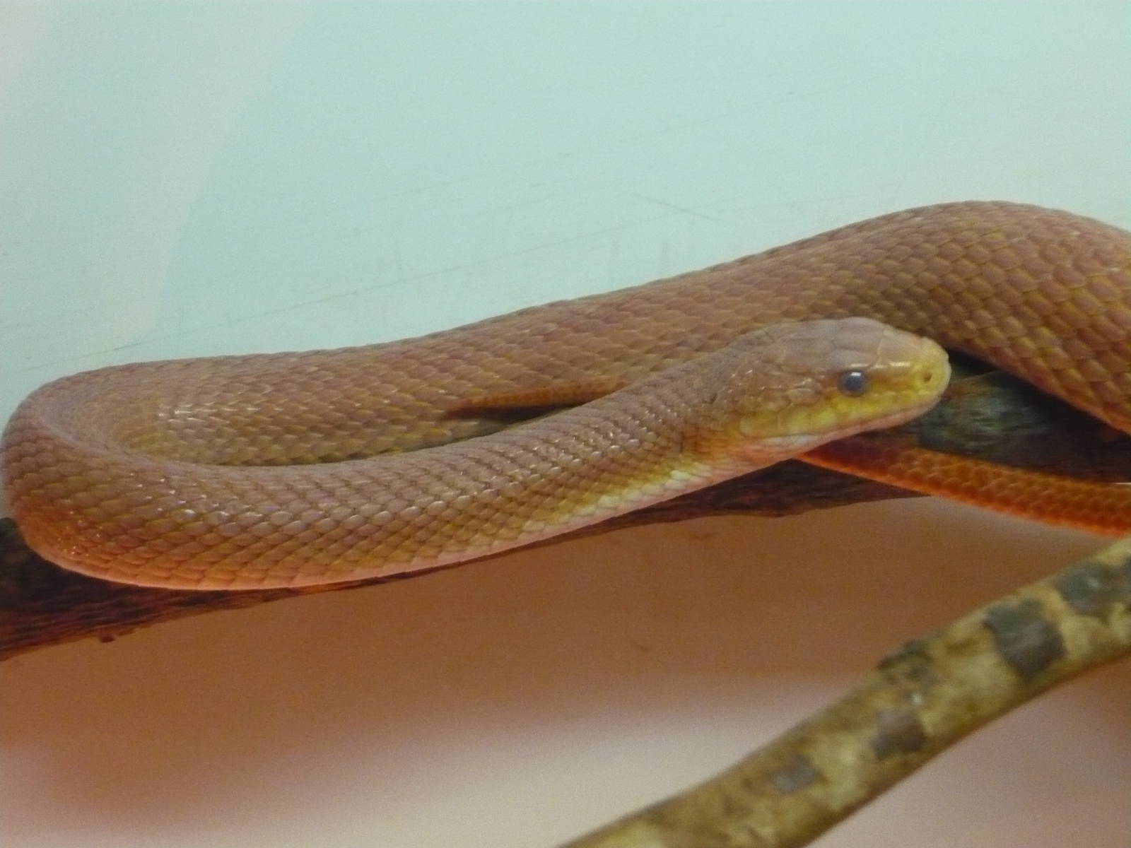 Western rat snake (Pantherophis obsoletus)
