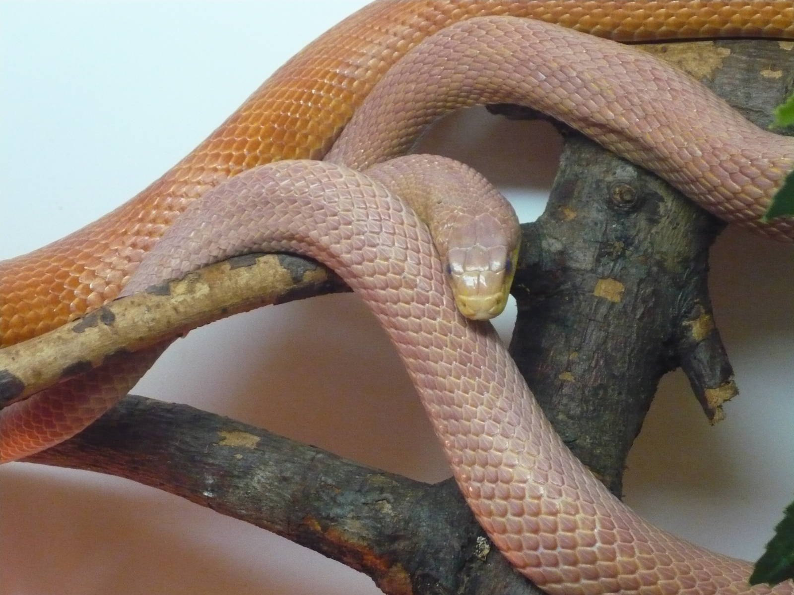 Western rat snake (Pantherophis obsoletus)