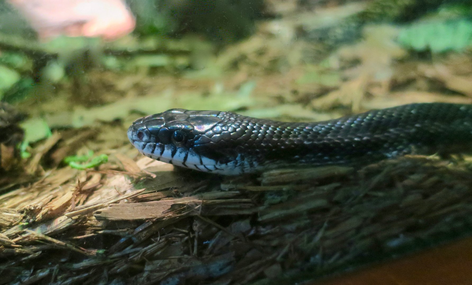 Western Rat Snake (Pantherophis obsoletus)