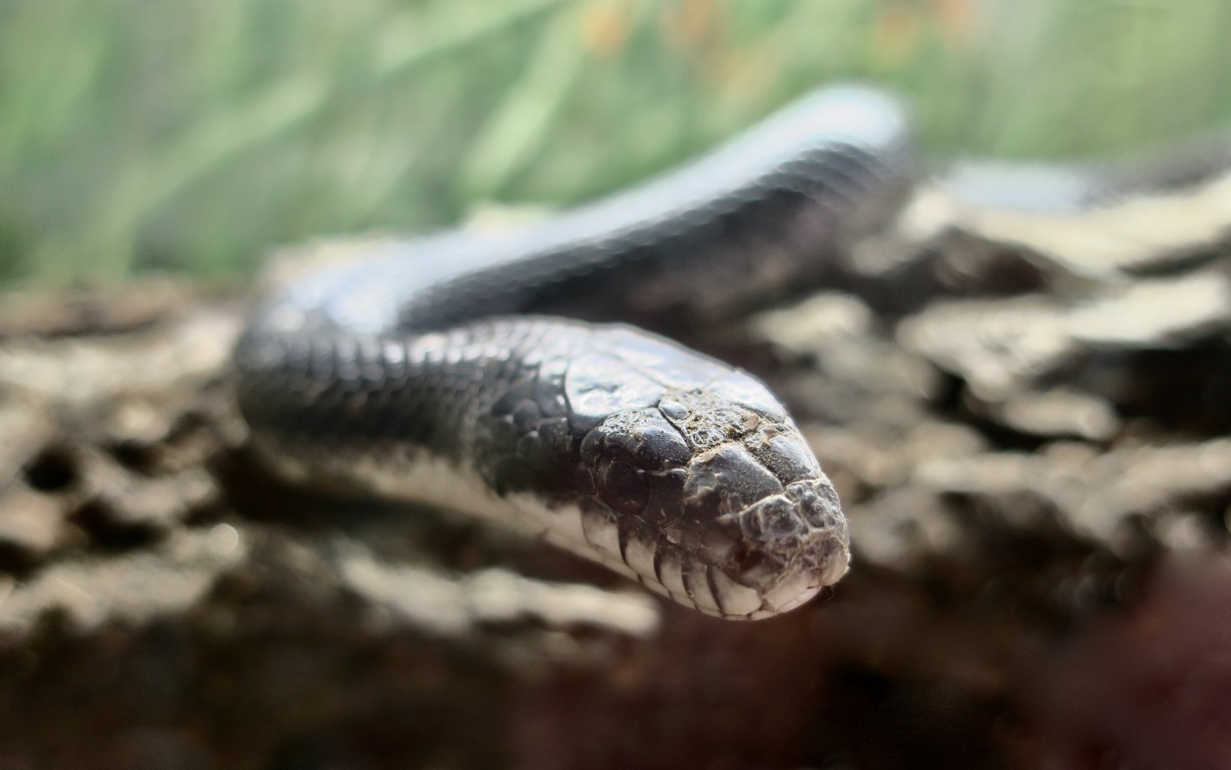 Western Rat Snake (Pantherophis obsoletus)