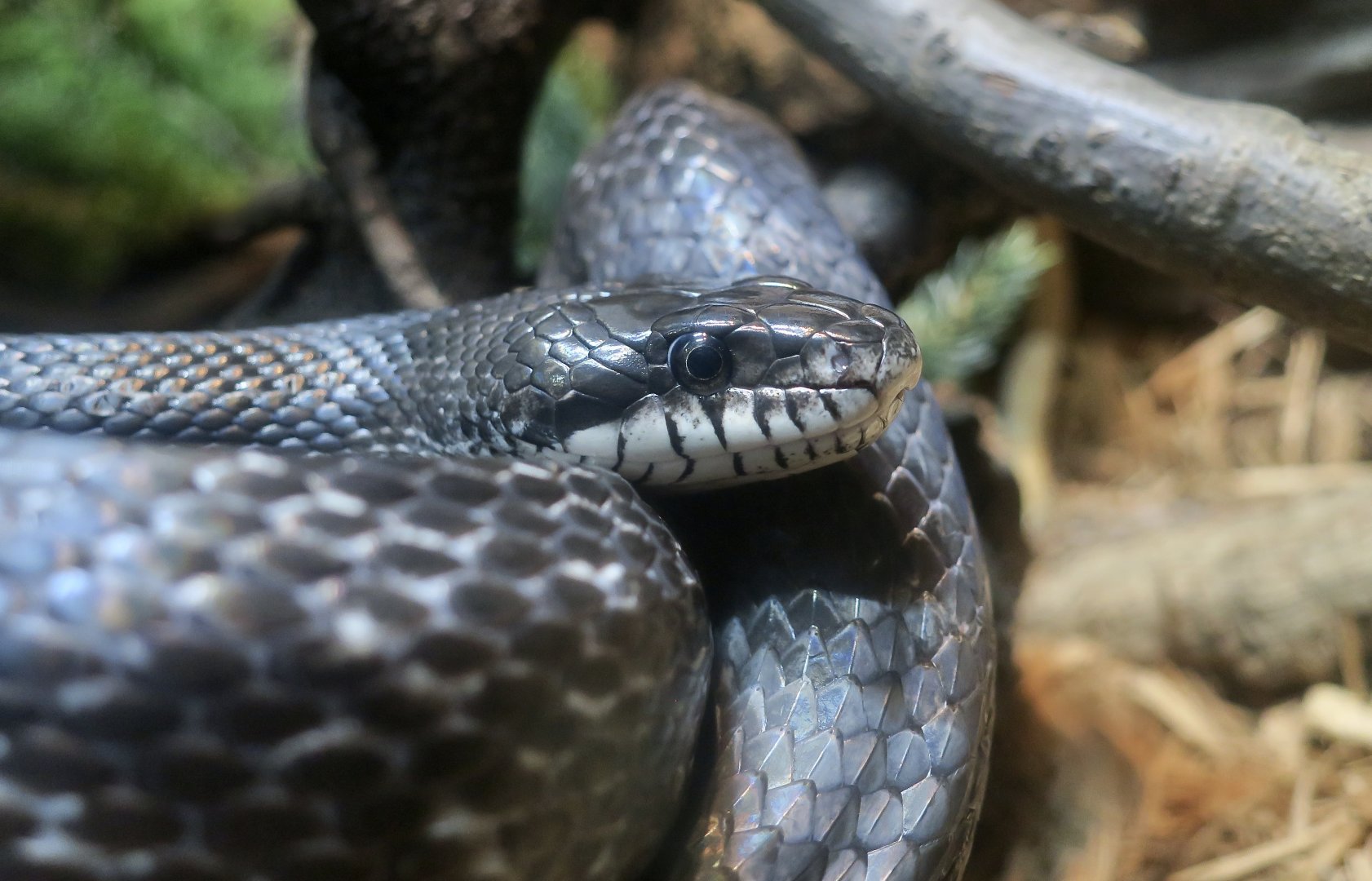 Western Rat Snake (Pantherophis obsoletus)
