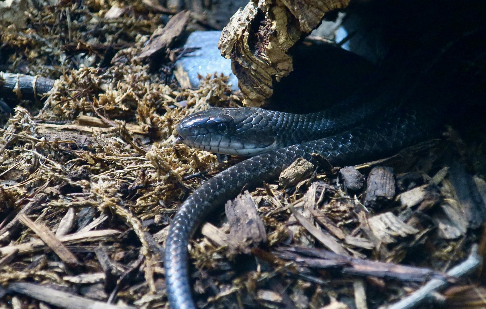 Western Rat Snake (Pantherophis obsoletus)