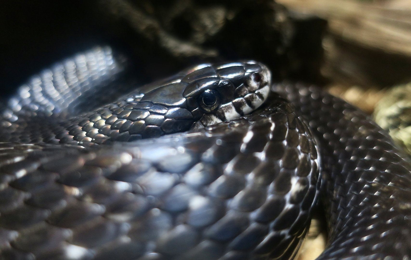 Western Rat Snake (Pantherophis obsoletus)