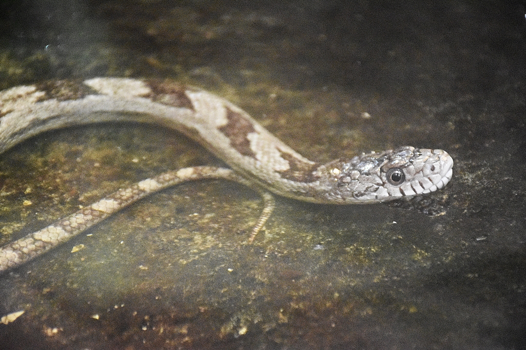 western rat snake