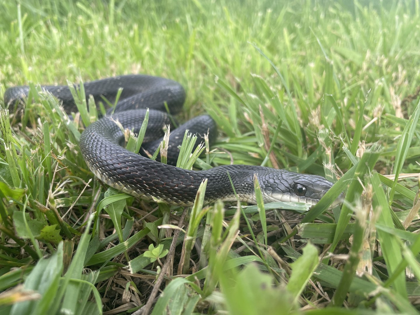 Western Rat Snake