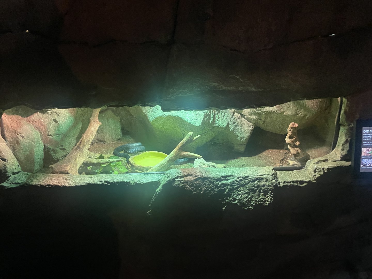 Western Ratsnake and Box Turtle Exhibit