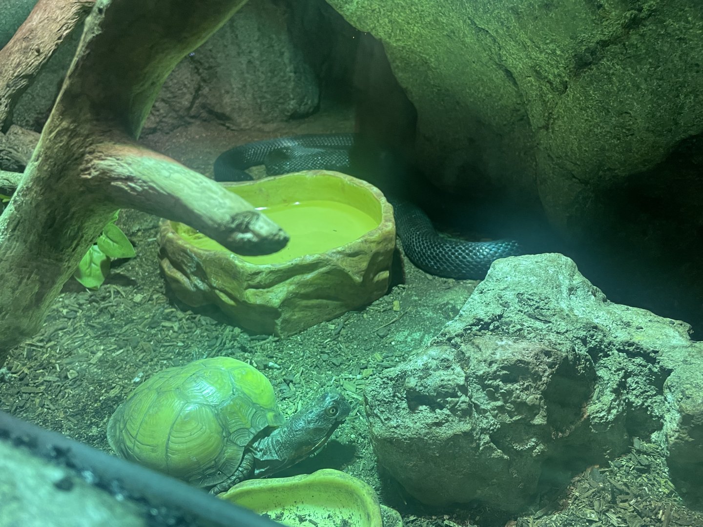 Western Ratsnake and Three-toed Box Turtle