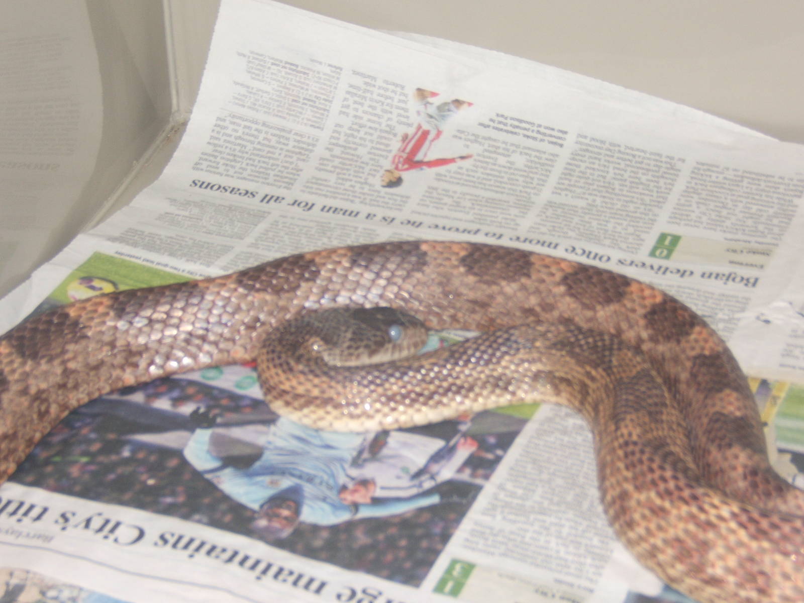 Western Ratsnake (Pantherophis obsoletus)