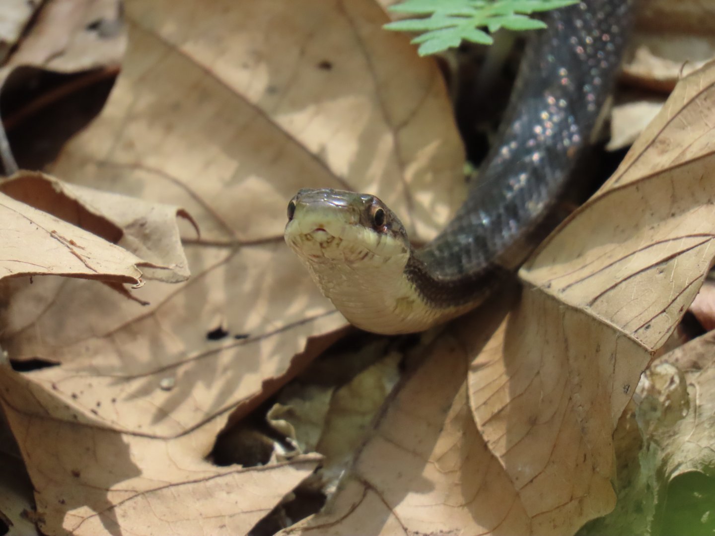 Western Ratsnake (Pantherophis obsoletus)