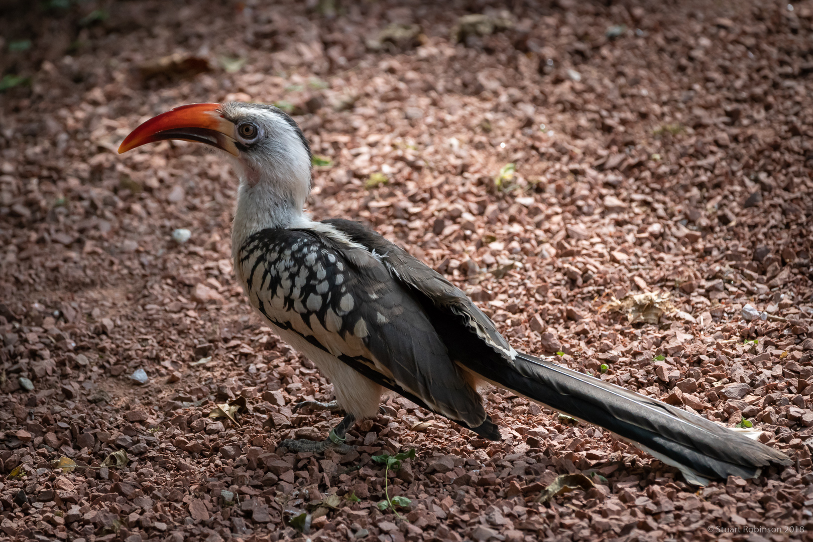Western Red-Billed Hornbill - 12/07/2018
