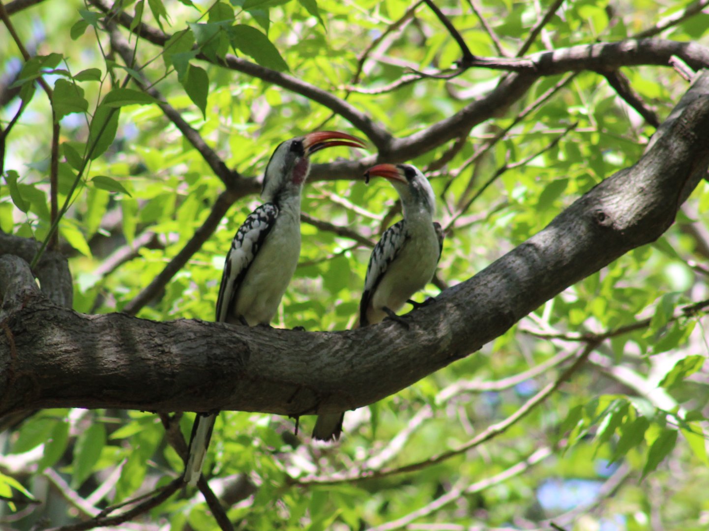 Western red-billed hornbill-pair