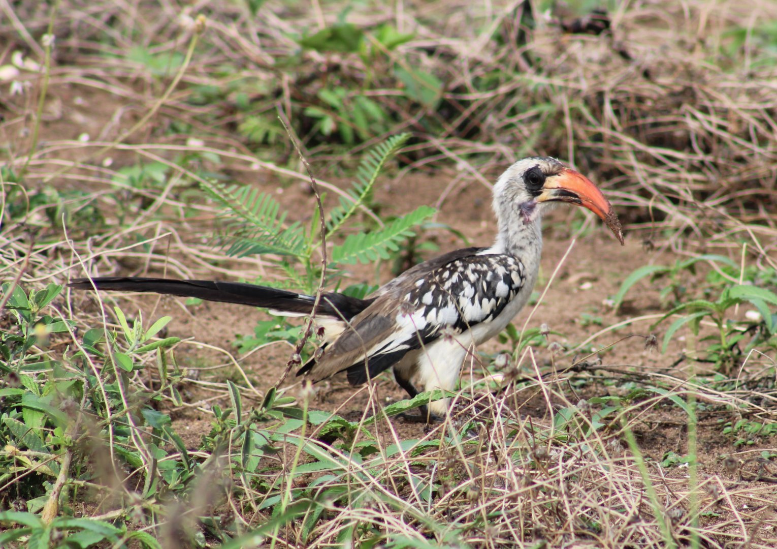 Western red-billed hornbill - Tockus kempi