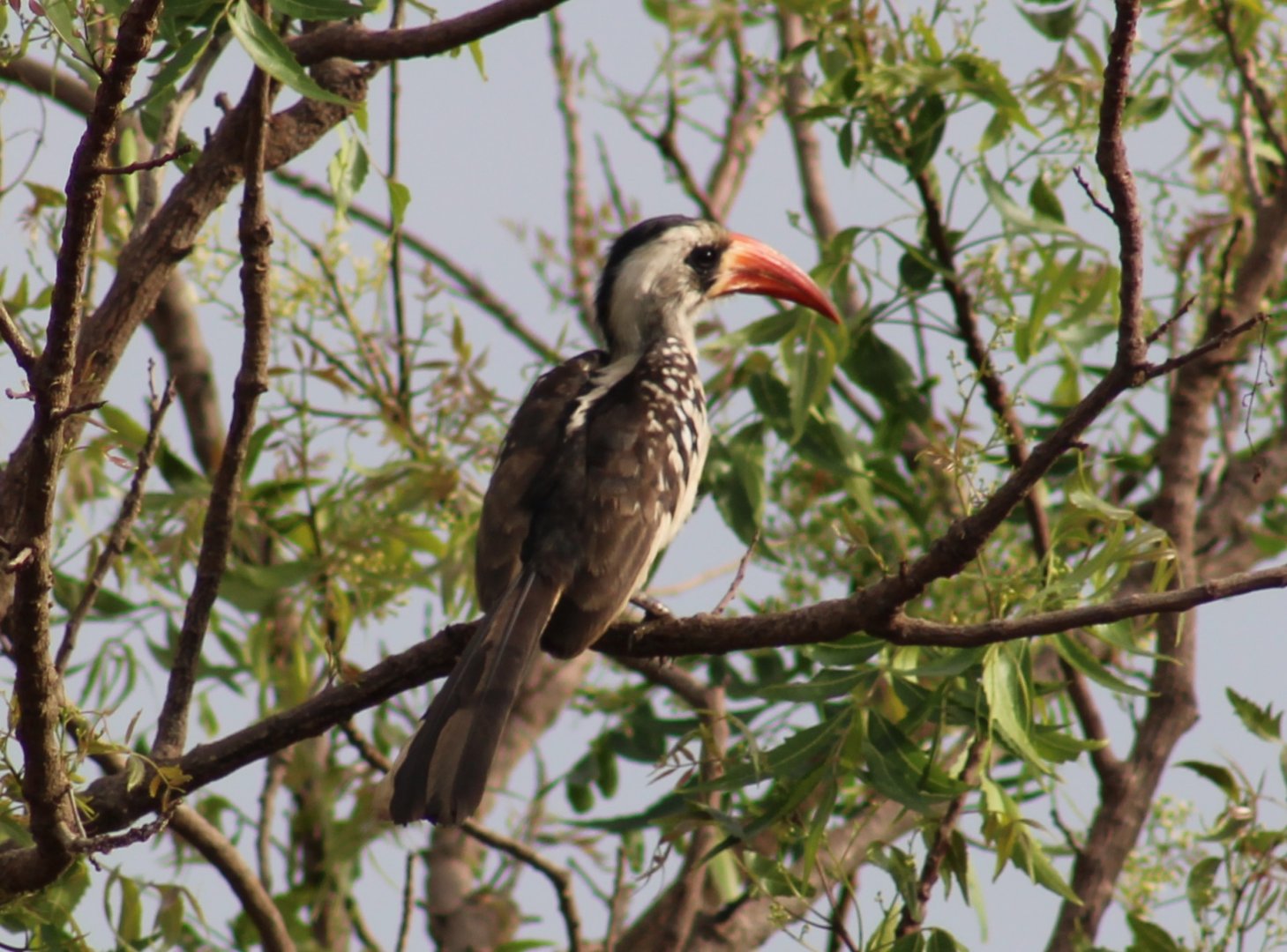 Western red-billed hornbill - Tockus kempi