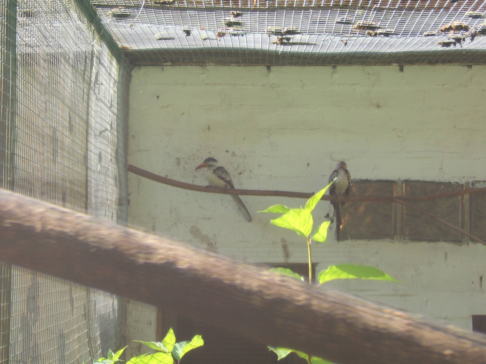 Western Red-billed Hornbill