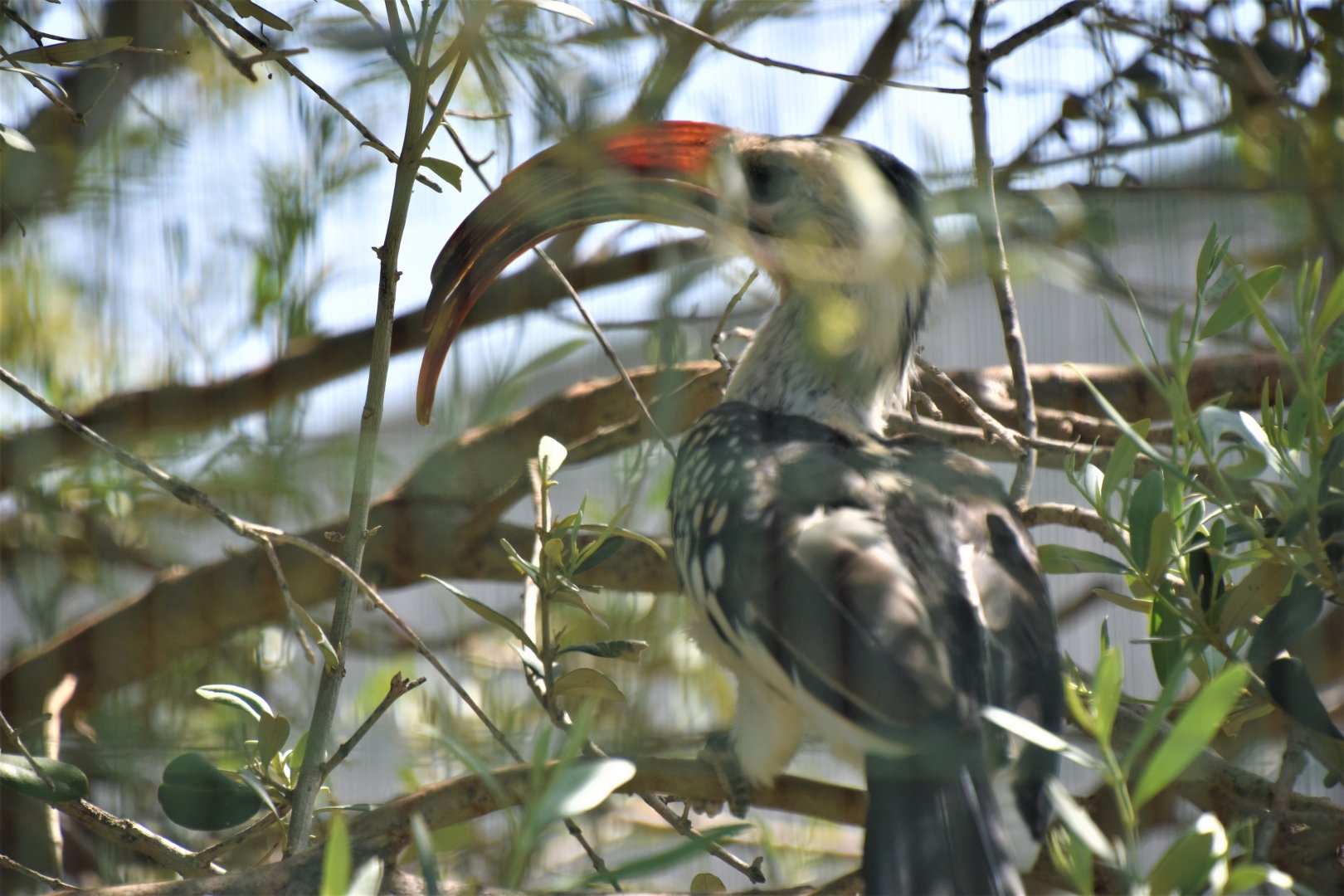 Western red-billed hornbill
