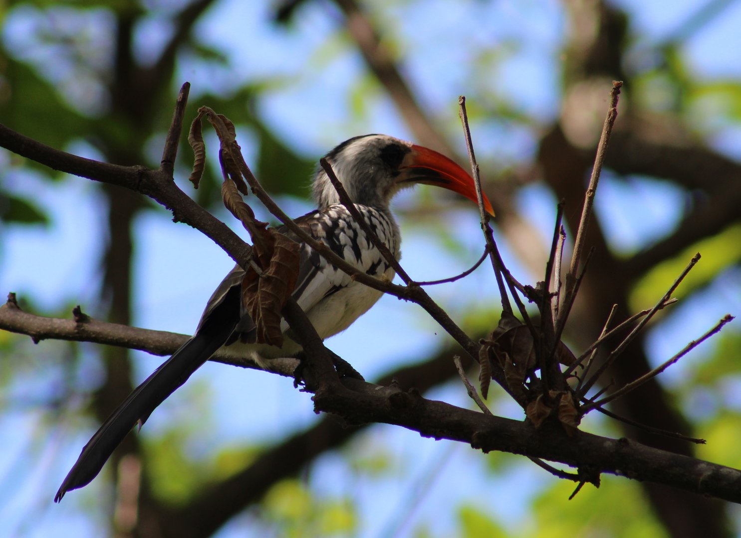 Western red-billed hornbill