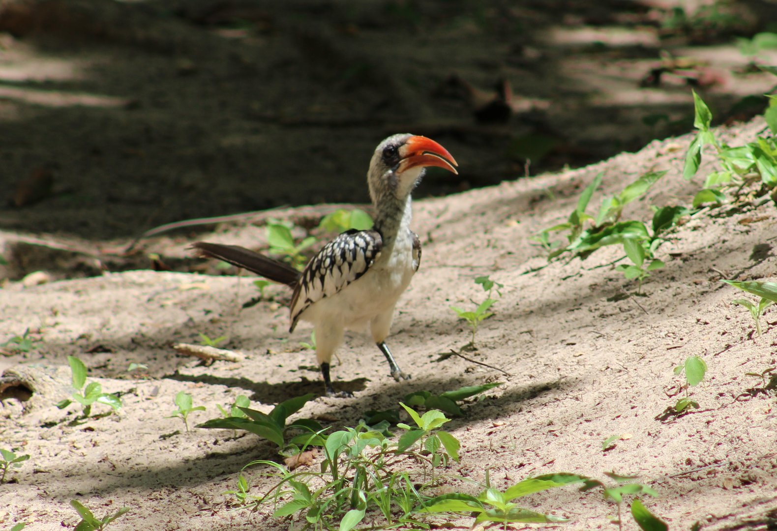 Western red-billed hornbill